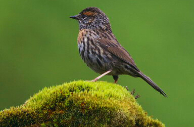 大自然保護協會